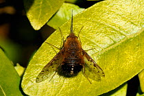 Dotted Bee Fly (Bombylius discolor) resting on leaf. This is a nationally scarce species in the UK  Wiltshire garden, UK, April.