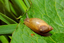 European Amber Snail (Succinea putris) on Dock leaf in riverside water meadow, Wiltshire, UK, May.