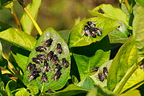 Aggregations of male Face / Autumn House Flies (Musca autumnalis) sun basking and waiting for females to fly past. Wiltshire garden, UK, April.
