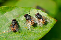 Three male Face / Autumn House Flies (Musca autumnalis) sun basking and waiting for females to fly past. Wiltshire garden, UK, April.