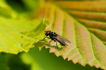 Single male Fanniid fly (Fannia mollissima) sun basking on a leaf, Wiltshire, UK, April.