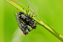 Pair of Flesh Flies (Sarcophaga sp.) mating, Wiltshire pastureland, UK, May.