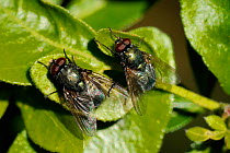 Two male Greenbottle flies (Eudasyphora cyanella) competing with one another as they search for mates. This is an overwintering species. Wiltshire, UK, March