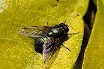 Male Greenbottle fly (Eudasyphora cyanella) sunbasking on a leaf. This is an overwintering species. Wiltshire, UK, March