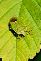 Green shield / stink bug (Palomena prasina) camouflaged on Sycamore leaf, Wiltshire garden, UK, May.