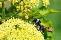 Grey Mining Bee (Andrena cineraria) on Alexanders (Smyrnium olusatrum) flowerhead. Cornwall, UK, April.