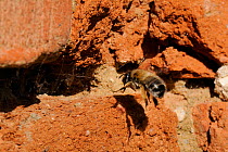 Hairy-footed flower bee (Anthophora plumipes) female flying back to her burrow in an old wall. Brandenburg, Germany, April.