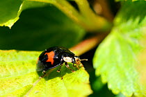 Multicoloured Asian / Harlequin ladybird (Harmonia axyridis spectabilis) black form with four red spots, recently emerged from hibernation, sun basking on a leaf. Wiltshire garden, UK, April 2010.