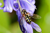 Hoverfly (Eupeodes luniger) on Bluebell flower (Endymion nonscriptus). Wiltshire garden, UK, May.