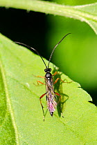 Ichneumon Wasp (Ichneumonidae) portrait at rest on leaf. Wiltshire garden, UK, May.