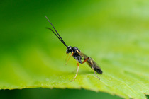 Ichneumon Wasp (Ichneumonidae) with antenna  upright, on leaf. Wiltshire garden, UK, May.