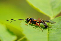 Ichneumon Wasp (Ichneumonidae) male on a leaf. Wiltshire garden, UK, May.