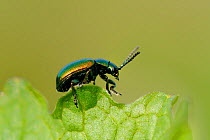 Green / Metalic Dock Leaf Beetle (Gastrophysa viridula) on edge of leaf, Wiltshire, UK, April.