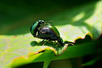 Pair of Green / Metalic Dock Leaf Beetles (Gastrophysa viridula) mating as the female continues to feed on a dock leaf, Wiltshire, UK, April.