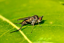 A Long-legged fly (Rhaphium crassipes) on leaf, Wiltshire garden, UK, May.