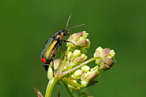 Common malachite / Red-tipped flower beetle (Malachius bipustulatus) preparing to take off from Common Hogweed (Heracleum sphondylium) Wiltshire, UK, May.