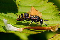 Mason Wasp (Ancistrocerus sp.) grooming itself on a leaf, Wiltshire garden, UK, May.