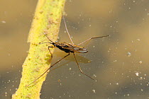Pond Skater (Gerris lacustris) standing on water at edge of stream. Wiltshire, UK, April.