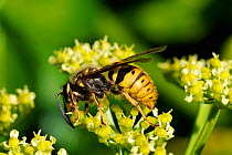 Common Wasp (Vespula vulgaris) queen feeding on Alexanders (Smyrnium olusatrum) flowers. Cornwall, UK, April.