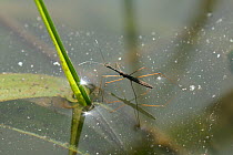 Common / Long Water Measurer (Hydrometra stagnorum) walking on stream surface, with reflections, Wiltshire, UK, April.