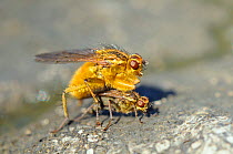 Male Yellow Dung Fly (Scathophaga stercoraria) guarding female, on a cow pat. Wiltshire, UK, April.