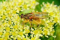 Male Yellow Dung Fly (Scathophaga stercoraria) on Alexanders (Smyrnium olusatrum) flowerhead. Cornwall, UK, April.