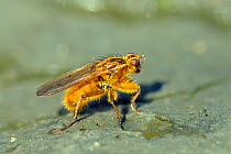 Yellow Dung Fly (Scathophaga stercoraria) portrait of male searching for female on a cow pat. Wiltshire, UK, April.