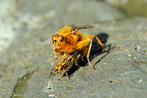 Pair of Yellow Dung Flies (Scathophaga stercoraria) male guarding female as she lays eggs on cow pat. Wiltshire, UK, April.