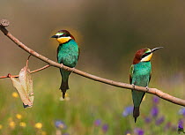 Pair of European Bee-eaters (Merops apiaster) perched together on a eucalyptus branch Castro Verde, Portugal, April