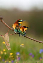 Pair of European Bee-eaters (Merops apiaster)  resting on a eucalyptus branch watching another encroaching bird, Castro Verde, Portugal, April