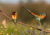 European Bee-eater (Merops apiaster) male flying in to present a Bee to his mate, Castro Verde, Portugal, April