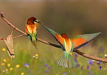 European Bee-eater (Merops apiaster) male flying in to present a Bee to his mate, Castro Verde, Portugal, April