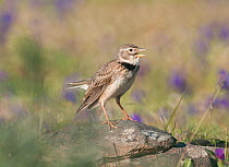 Calandra Lark (Melanocorypha calandra) male singing from vantage point on a rock, within his breeding territory Castro Verde, Portugal, April
