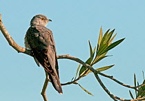 European Cuckoo (Cuculus canorus) perched on branch, resting briefly whilst on migration north, Castro Verde, Portugal, April