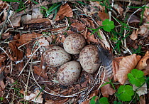 Ground nest and four eggs of Woodcock (Scolopax rusticola) in woodland, Wolsingham, Co. Durham, UK, April