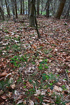 Ground nest and four eggs of Woodcock (Scolopax rusticola) camouflaged on woodland floor, Wolsingham, Co. Durham, UK, April