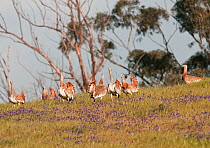 Great Bustard (Otis tarda) females gathering and bickering with each other for dominance on the edge of the main lek area. Castro Verde, Portugal, April