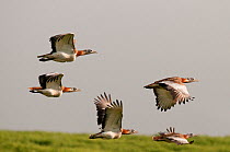 Great Bustard (Otis tarda) males in flight to main lekking area. Castro Verde, Portugal, April