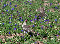 Great Spotted Cuckoo (Clamator glandarius) being mobbed by a Corn Bunting (Emberiza calandra) Castro Verde, Portugal, March