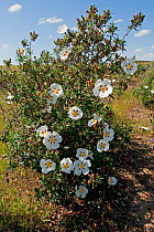 Gum Cistus (Cistus ladanifer) flowering on dry hillside, Castro Verde, Portugal, May
