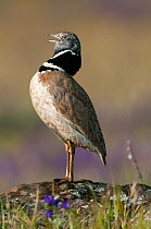 Little Bustard (Tetrax tetrax) male perched on favourite stone, calling at lek, Castro Verde, Portugal, April