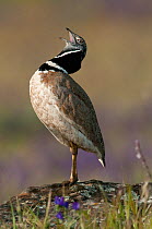 Little Bustard (Tetrax tetrax) male perched on a favourite stone, and calling at lek, Castro Verde, Portugal, April