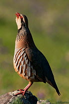 Red-legged Partridge (Alectoris rufa) portrait of male perched on a prominent boulder & calling over territory. Castro Verde, Portugal, April