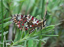 Spanish Festoon butterfly (Zerynthia rumina) with wings closed, Castro Verde, Portugal, May