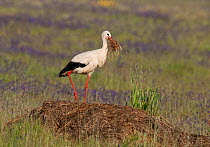 White Stork (Ciconia ciconia) gathering nesting material from an old straw bale, Castro Verde, Portugal, April