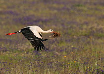 White Stork (Ciconia ciconia) flying with nesting material gathered from an old straw bale, Castro Verde, Portugal, April