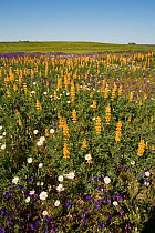 Yellow Lupins (Lupinus luteus) growing with other wild flowers Southern Daisy (Bellis sylvestris) Purple Vipers Bugloss (Echium vulgare) Castro Verde, Portugal, May