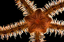 Brittle star (Ophiurida sp.) close up view of underside, Isle of Mull, Scotland. June 2010.