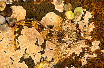Common Blenny / Shanny (Lipophrys / Blennius pholis) camouflaged in rockpool. Isle of Mull, Scotland. June 2010.