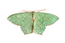 Common Emerald moth (Hemithea aestivaria) withy wings open, on white background. Pembrokeshire, Wales, UK. July.